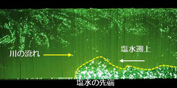 塩水遡上実験写真