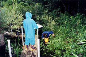 河川環境調査（植物・水生生物）